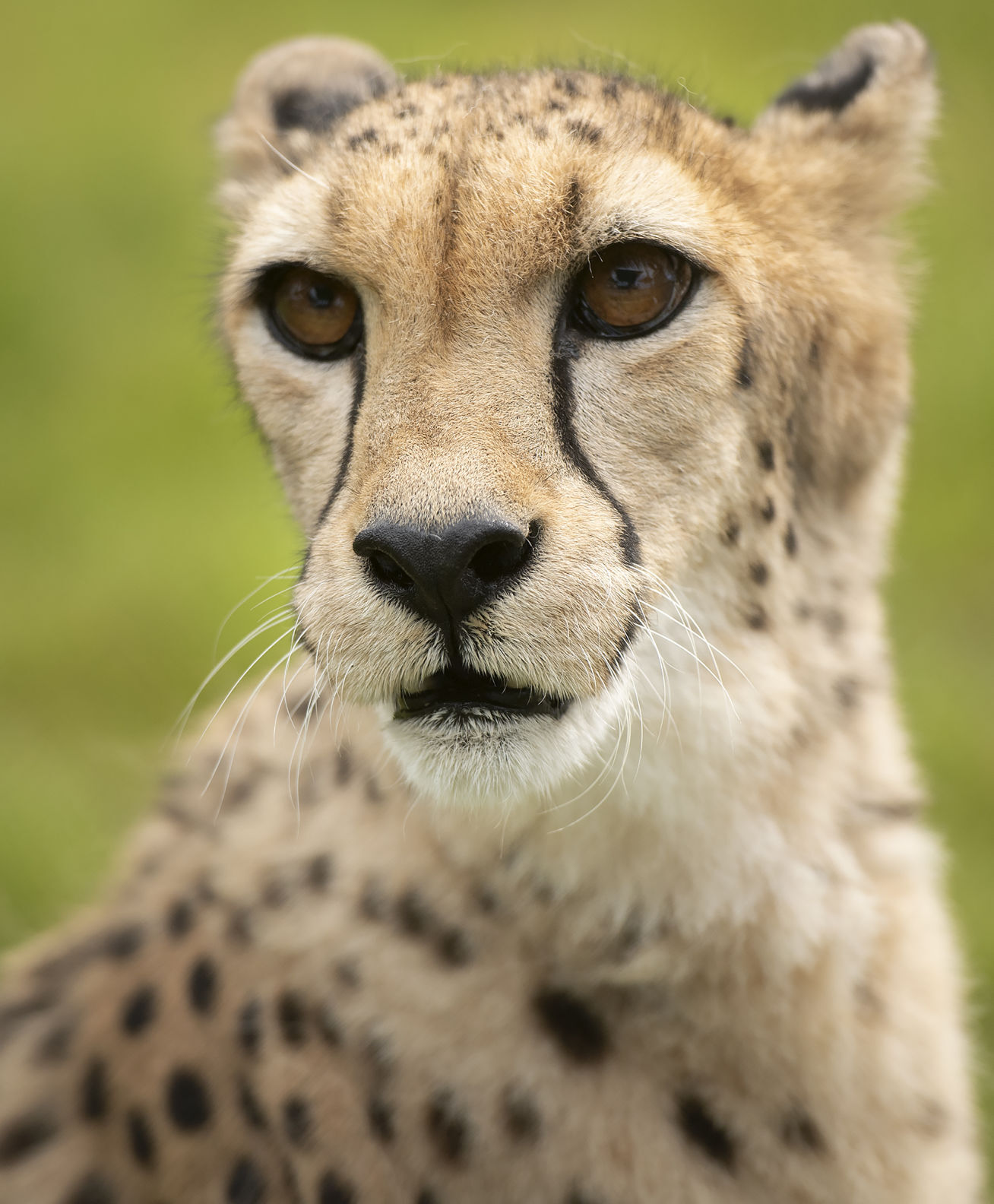 cheetah race